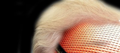 Trump will not fill out an NCAA tournament bracket