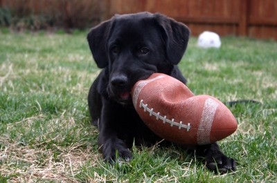 Week 11 underdog betting